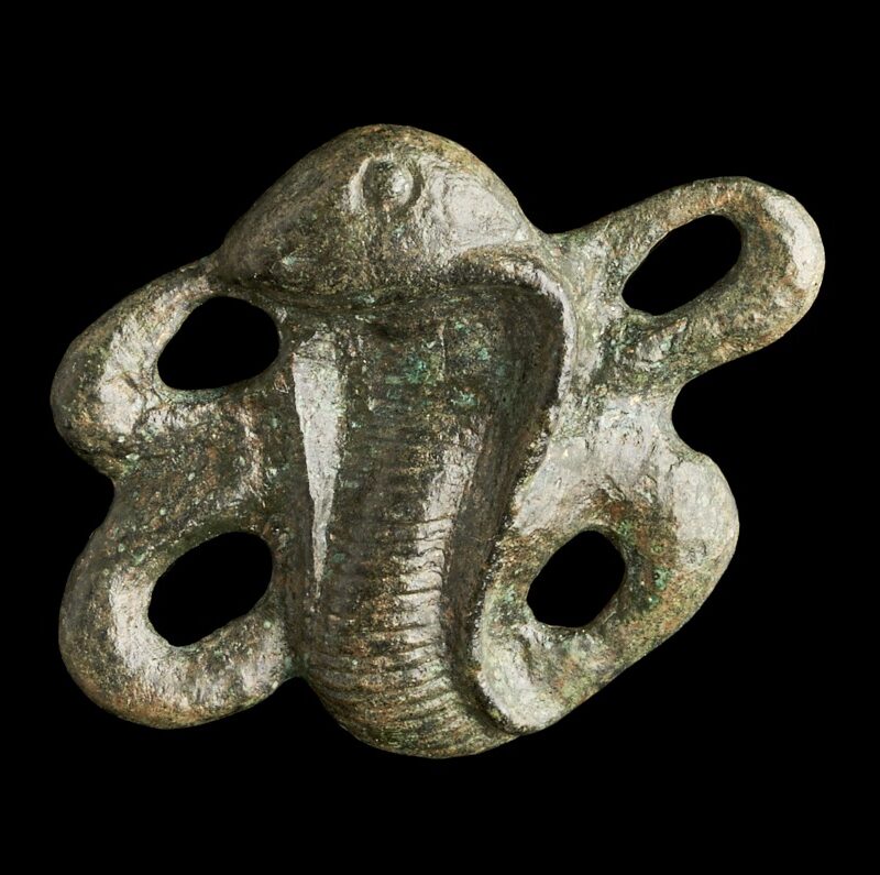 A cobra fibula
