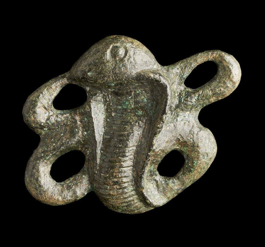 A cobra fibula